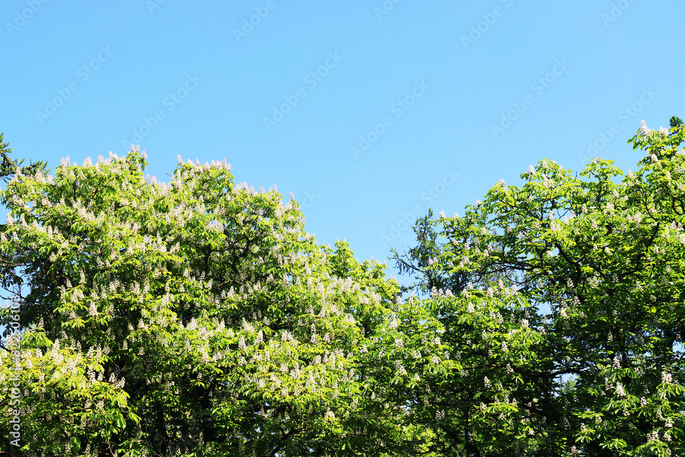 Blooming trees against the blue sky.