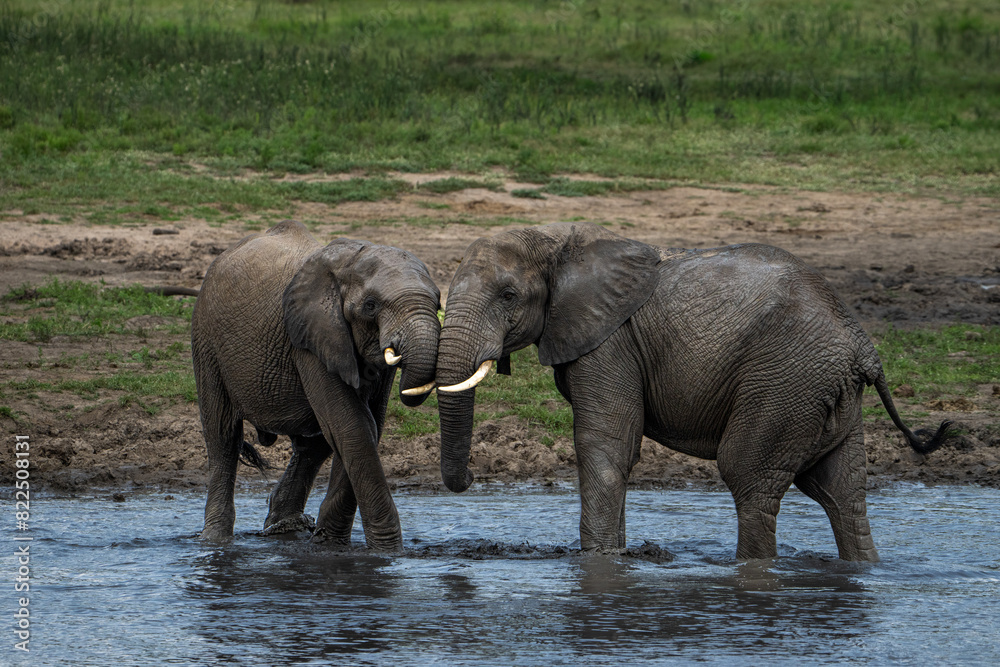 Fototapeta premium Two African Elephants greeting each other in the water