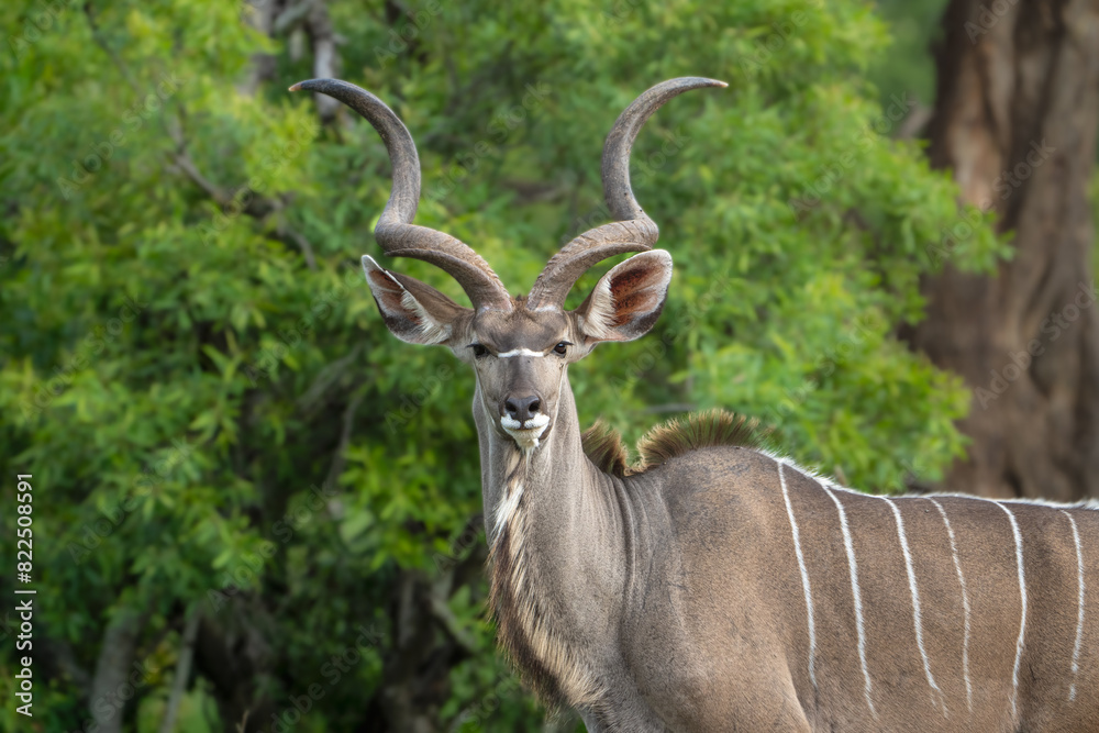 A beautiful portrait of a Kudu bull in his natural habitat A beautiful portrait of a Kudu bull in his natural habitat