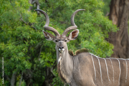 A beautiful portrait of a Kudu bull in his natural habitat