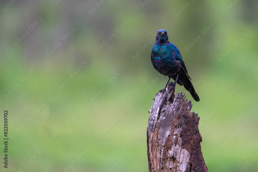 Fototapeta premium Meve's starling on top of log with soft green background