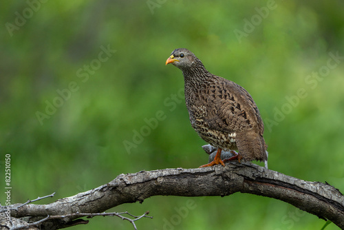 Natal spurfowl standing on top of branch with soft green background