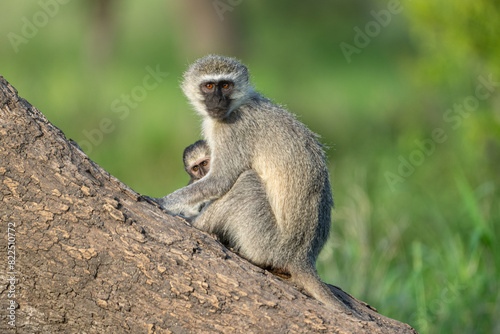 Portrait of a Vervet Monkey protecting baby