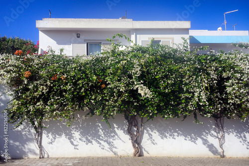  Lagos, Faro district, Algarve, Portugal, Europe - White Bougainvillaea flowering tree
