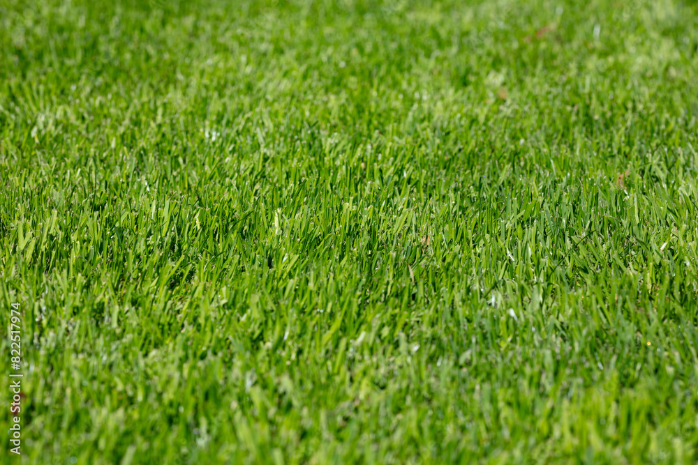 Fresh Green Grass Blades Close-Up in Sunlight, Natural Lawn Background Texture, Spring Outdoor Turf Surface, Lush Vibrant Grassland Morning View, Nature Field Landscape, Healthy Greenery Fresh Green Grass Blades Close-Up in Sunlight, Natural Lawn Background Texture, Spring Outdoor Turf Surface, Lush Vibrant Grassland Morning View, Nature Field Landscape, Healthy Greenery