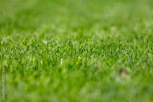 Wallpaper Mural Close-Up of Fresh Green Grass Blades in a Field on a Sunny Day, Springtime Nature Background with Focus on Grass Texture, Peaceful Outdoor Setting for Relaxation and Leisure Activities Torontodigital.ca