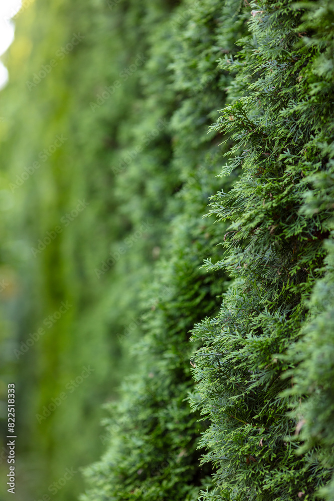 Close-up of Evergreen Hedge with Fresh Green Foliage in Daylight, Symbolizing Natural Growth and Privacy, Capturing the Texture and Vibrancy of Living Fences in Gardens and Parks Close-up of Evergreen Hedge with Fresh Green Foliage in Daylight, Symbolizing Natural Growth and Privacy, Capturing the Texture and Vibrancy of Living Fences in Gardens and Parks