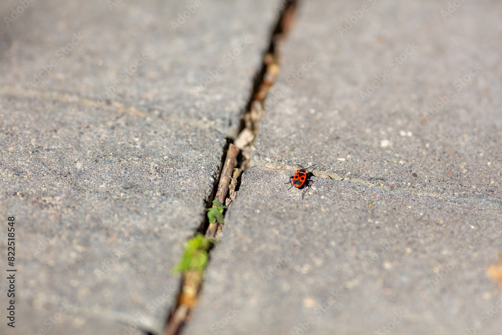 Close-up of a Ladybug on Concrete Pavement with Small Plants Growing in the Cracks on a Sunny Day, Symbolizing Perseverance and Nature in Urban Settings Close-up of a Ladybug on Concrete Pavement with Small Plants Growing in the Cracks on a Sunny Day, Symbolizing Perseverance and Nature in Urban Settings