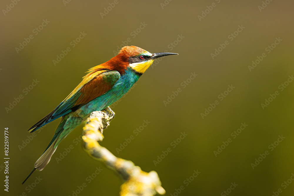 The European bee-eater (Merops apiaster) nice posing bird The European bee-eater (Merops apiaster) nice posing bird