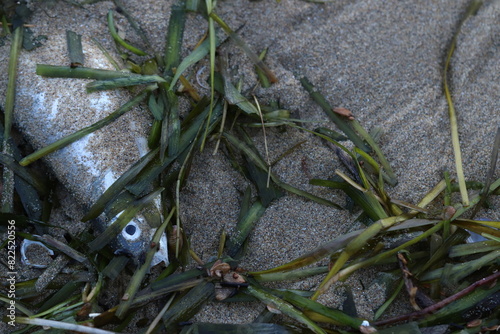 un pesce morto su una spiaggia dopo una mareggiata photo