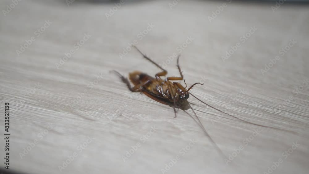 cockroach thrashing upside down on a wooden table cockroach thrashing upside down on a wooden table