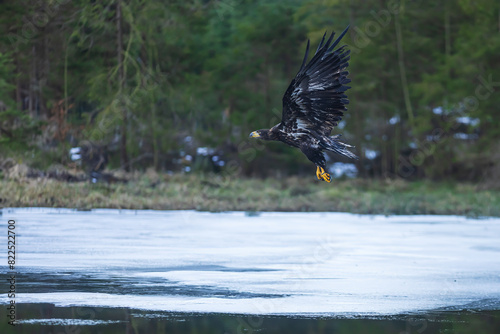 White-tailed eagle (Haliaeetus albicilla) flying just above the water