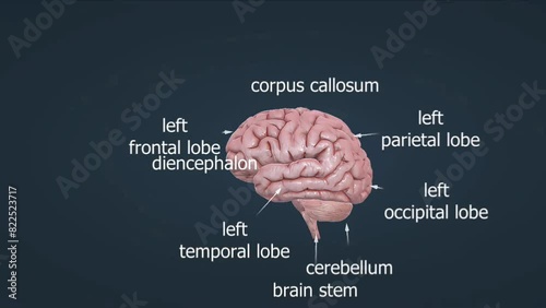 Anatomy of human brain photo