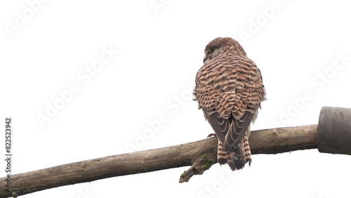 A female common kestrel (Falco tinnunculus) sitting on a branch photo