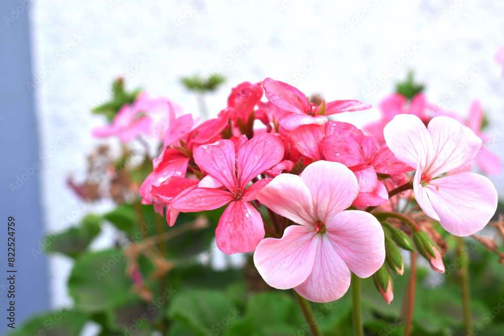 Obraz premium beautiful pink and white flowers from geraniums in the yard