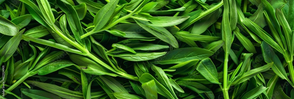 Estragon twigs, tarragon sprigs, fresh artemisia dracunculus grass, green spice leaves banner illustration Estragon twigs, tarragon sprigs, fresh artemisia dracunculus grass, green spice leaves banner illustration