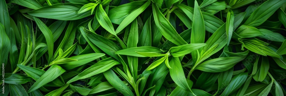 Estragon twigs, tarragon sprigs, fresh artemisia dracunculus grass, green spice leaves banner illustration Estragon twigs, tarragon sprigs, fresh artemisia dracunculus grass, green spice leaves banner illustration