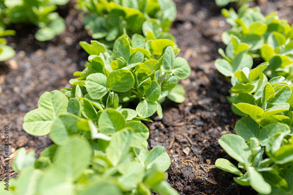 Obraz premium Pea plants detail - outdoor farming