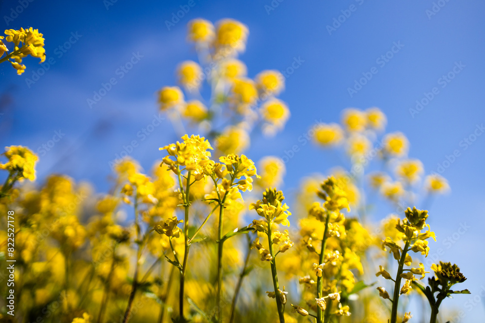 Canola plants on field with blue sky on background Canola plants on field with blue sky on background