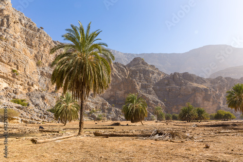Hidden Oasis in Jabel Jais mountain range with green lush palm trees and rocky limestone cliffs in the background, United Arab Emirates.