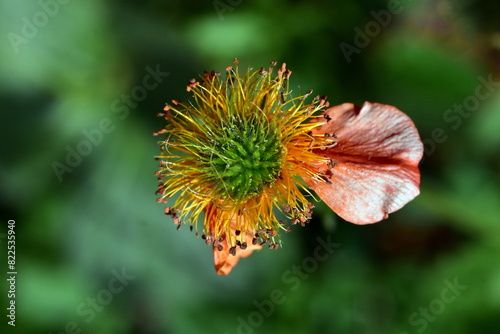 Letztes Blütenblatt an einer roten Nelkenwurz