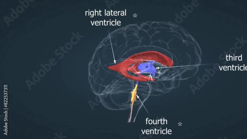The ventricular system of brain photo