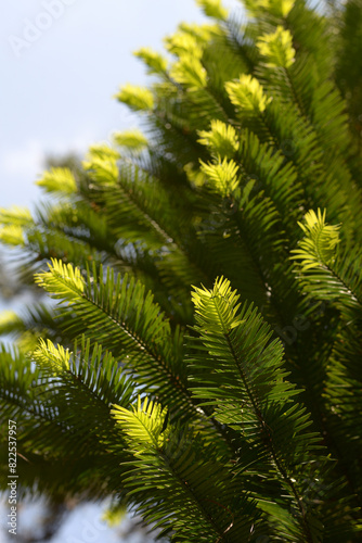 Wallpaper Mural ウォレマイ・パインの若葉 Torontodigital.ca