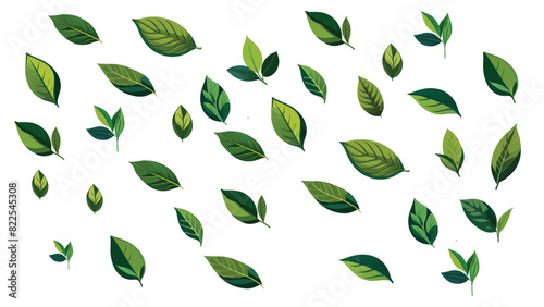 Green tea leaf collection isolated on white background