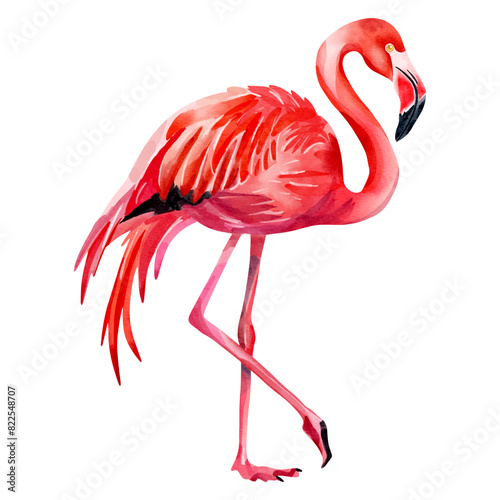 Watercolor flamingo isolated on white background. Vector flamingo. Watercolor summertime element.