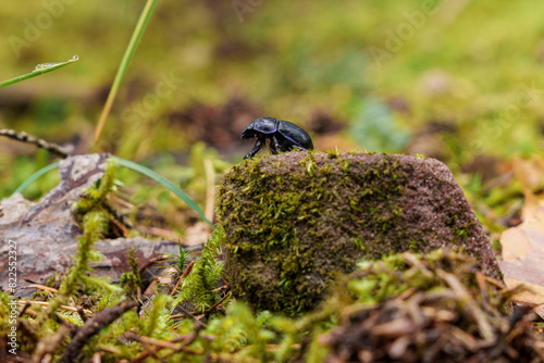 A black beetle is perched atop a mosscovered stone in nature