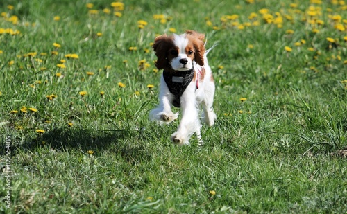 A small dog is jumping in a dandelion meadow