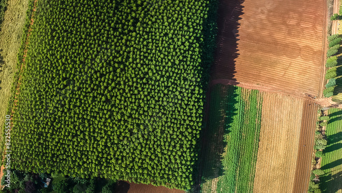 Plantação de Eucaliptos imagem aérea photo