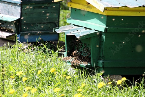 Bees swarm on a warm spring day