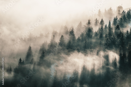 Misty landscape with fir forest. alpine landscape with snowy trees. Adventure winter sport. Low Tatras  slovakia