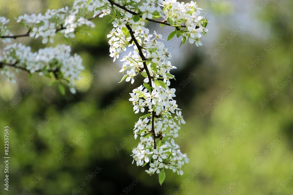 White cherry blossoms in spring White cherry blossoms in spring