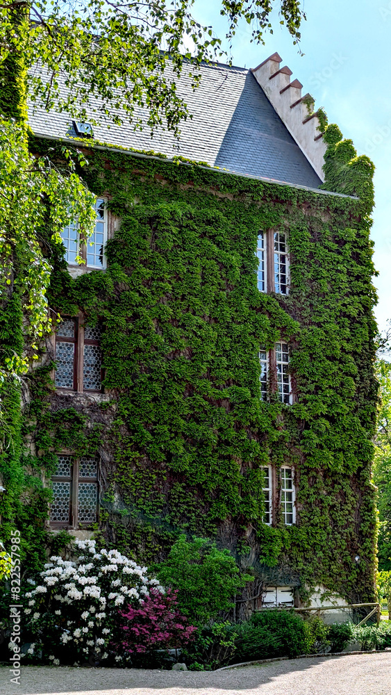 Ivy-covered castle wall with beautiful white flowers in the foreground under the bright sun