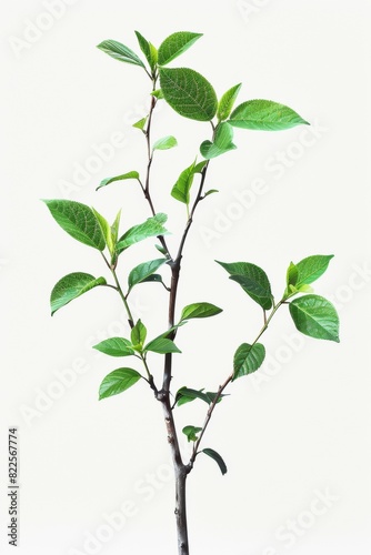 Leaves on white Background