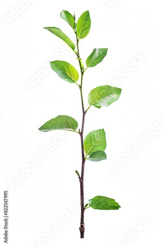 Leaves on white Background