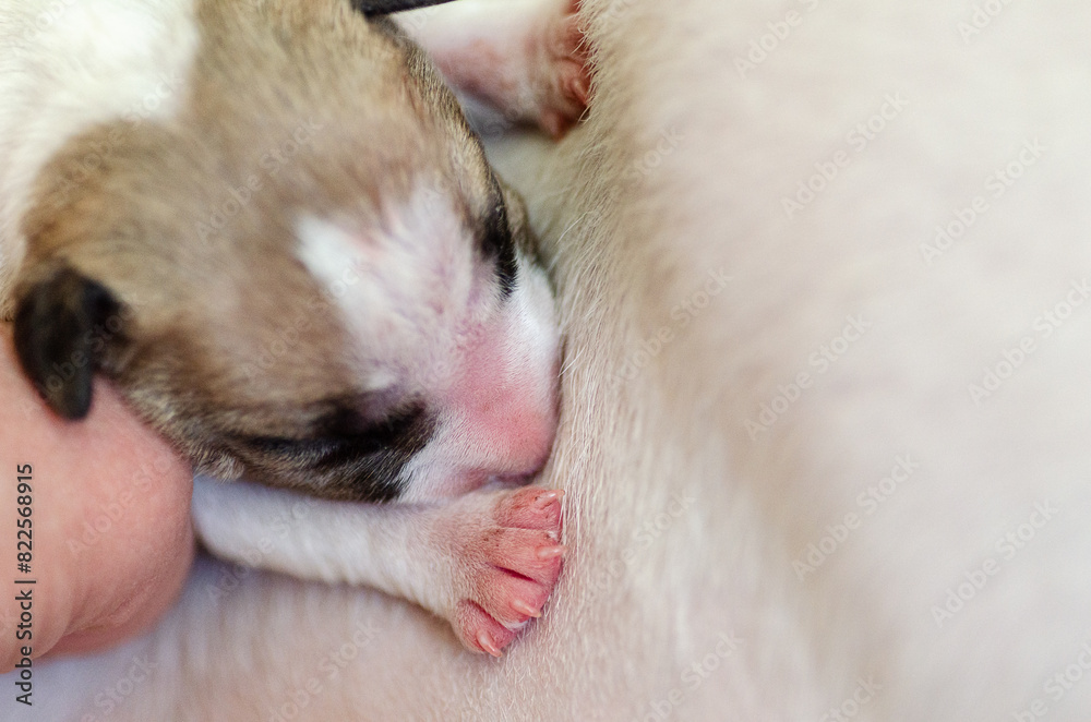 Miniature Bull Terrier puppy with mother in a wooden box, close up Miniature Bull Terrier puppy with mother in a wooden box, close up