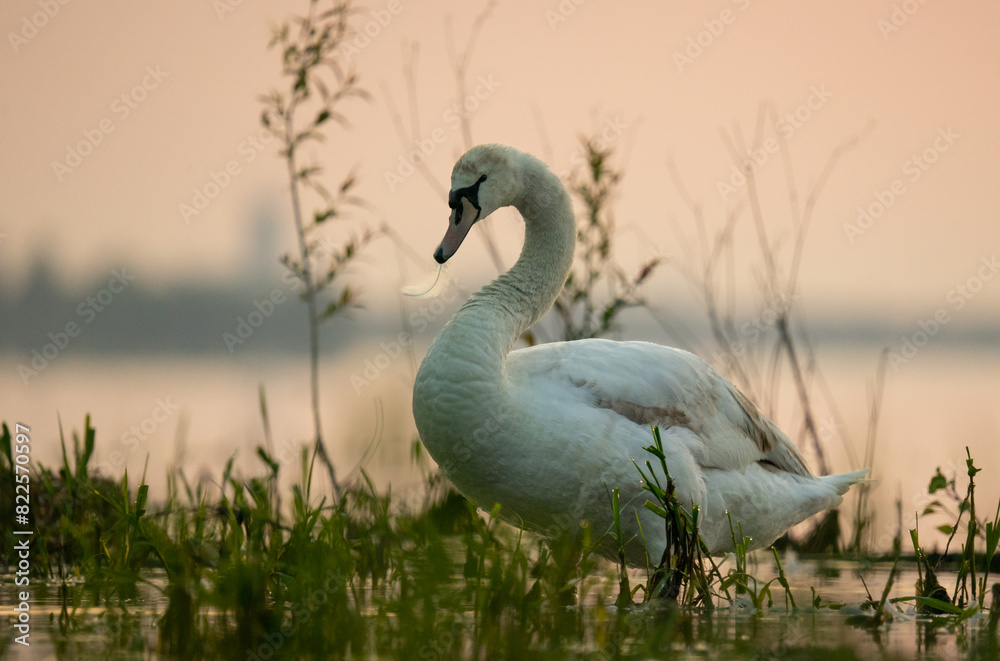 Fototapeta premium Łabędź niemy portret - wielki ptak - złota godzina - obraz