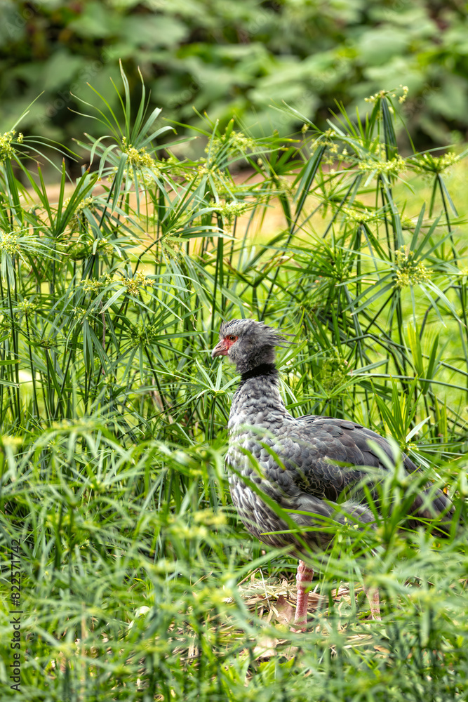 Obraz premium Southern Screamer (Chauna torquata) - Commonly Found in South America
