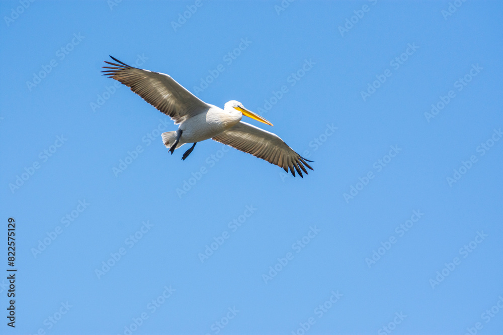 Obraz premium pelican in flight