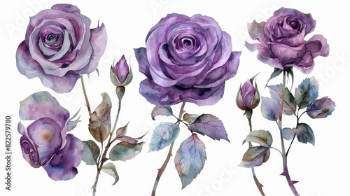 Fototapeta Naklejka Na Ścianę i Meble -  Set of beautiful purple roses watercolor isolated on white background