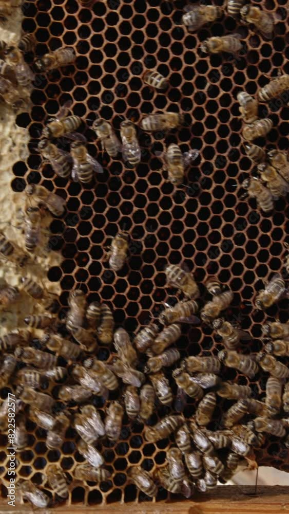 Frame with dark honey combs and worker bees on. Beekeeper turning frame in hands inspecting it. Close up. Vertical video Frame with dark honey combs and worker bees on. Beekeeper turning frame in hands inspecting it. Close up. Vertical video