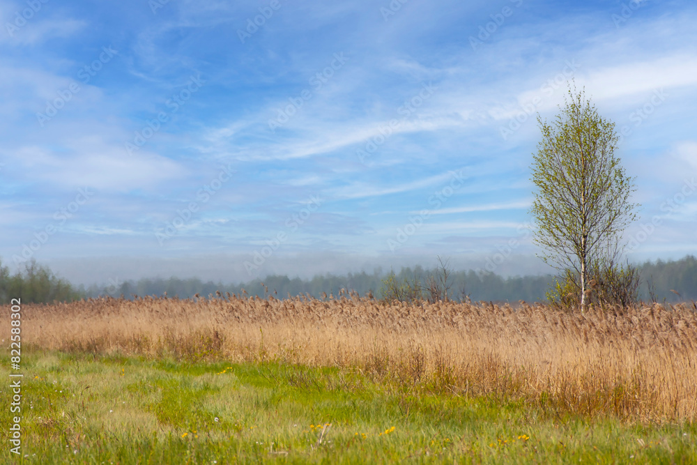 Spring landscape with the Green Meadow and the horizon in the distance Spring landscape with the Green Meadow and the horizon in the distance