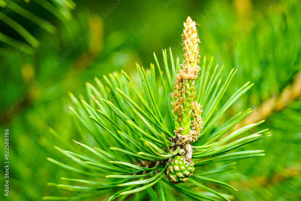 Pine flower on branch, flowering pine tree in spring, formation of new cones, pine blossom Pine flower on branch, flowering pine tree in spring, formation of new cones, pine blossom