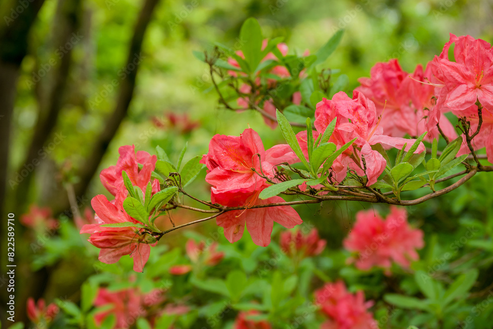 Obraz premium photo of spring flowers in the park