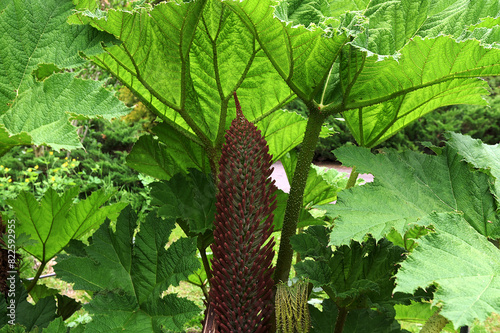 A close-up of Gunnera leaves, Gunnera manicata photo