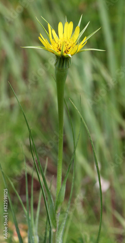 Tragopogon dubius grows in nature in summer
