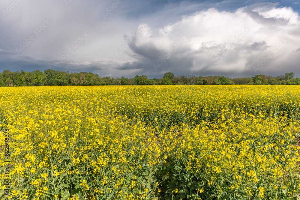 Obraz premium Rapeseed fields in bloom in spring